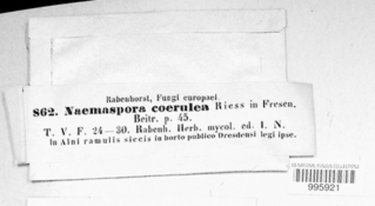 Naemaspora image